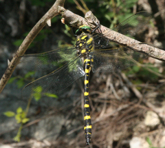 Cordulegaster picta