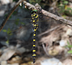 Cordulegaster picta