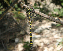 Cordulegaster picta
