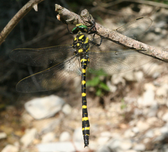 Cordulegaster picta