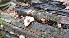 Lentinellus subaustralis