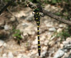 Cordulegaster picta