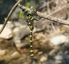 Cordulegaster picta