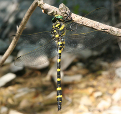 Cordulegaster picta