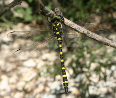 Cordulegaster picta