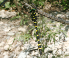 Cordulegaster picta