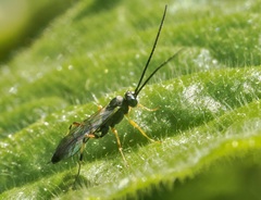 Limneriini