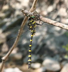 Cordulegaster picta