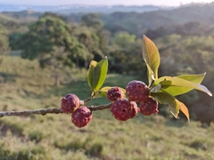 Ficus pertusa