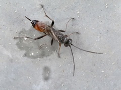 Agrothereutina