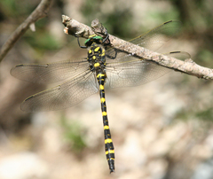 Cordulegaster picta