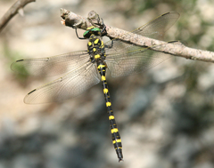 Cordulegaster picta