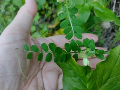 Vicia hybrida