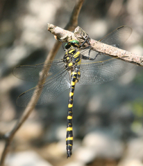 Cordulegaster picta