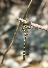Cordulegaster picta