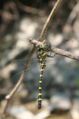 Cordulegaster picta