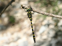 Cordulegaster picta