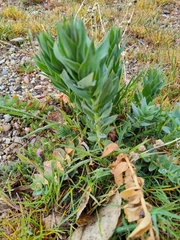 Linaria dalmatica