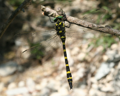 Cordulegaster picta