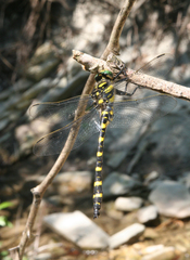 Cordulegaster picta