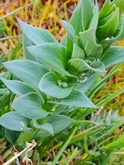 Linaria dalmatica