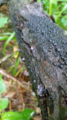 Resupinatus alboniger