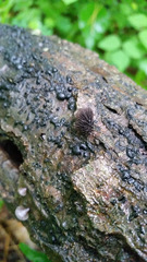 Resupinatus alboniger