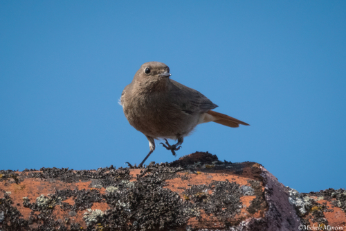 Colirrojo tizón (Phoenicurus ochruros)