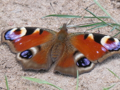Aglais io