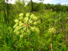 Angelica atropurpurea