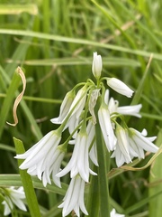 Allium triquetrum image