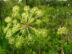 Angelica atropurpurea
