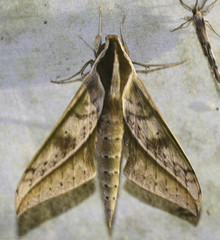 Xylophanes cyrene