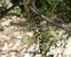 Cordulegaster picta