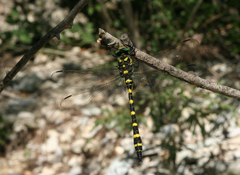 Cordulegaster picta