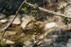 Cordulegaster picta