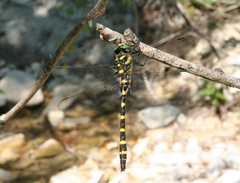 Cordulegaster picta