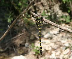 Cordulegaster picta