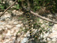 Cordulegaster picta