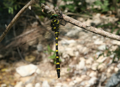 Cordulegaster picta