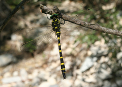Cordulegaster picta