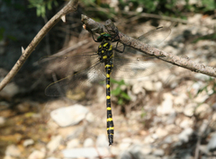 Cordulegaster picta