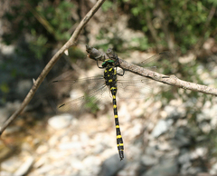 Cordulegaster picta