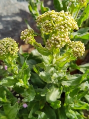 Lepidium draba