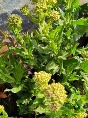 Lepidium draba