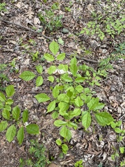 Fraxinus quadrangulata