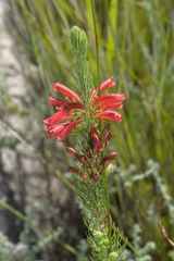 Erica viscaria