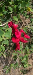 Lathyrus splendens