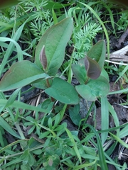 Lonicera caprifolium
