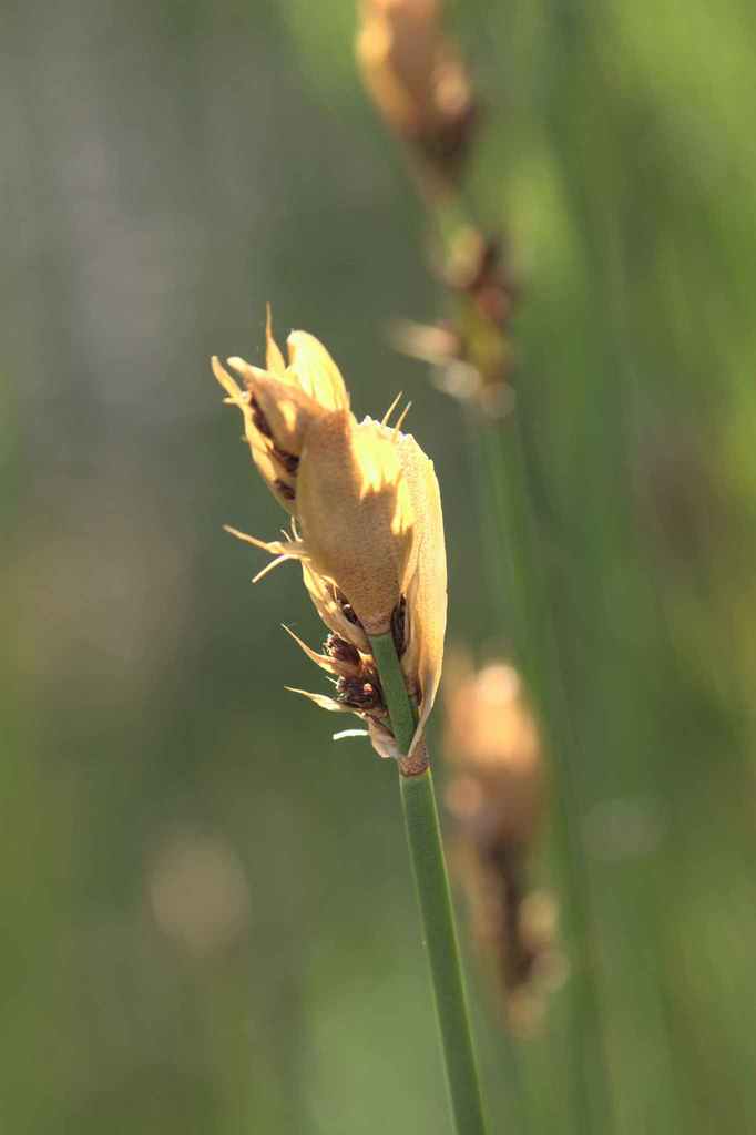 Elegia thyrsifera